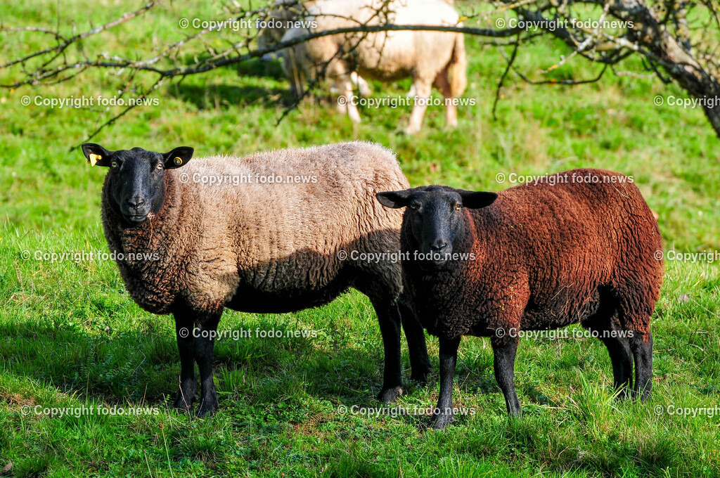 Linz_ Bauernhof_ 11.04.2025-39 | 11.04.2025, LINZ, AUT, Landwirtschaft, Bauernhof, im Bild Schafe, Schaf, Lamm, Bock, Tiere, Nutztiere, Freilandhaltung, Paarhufer