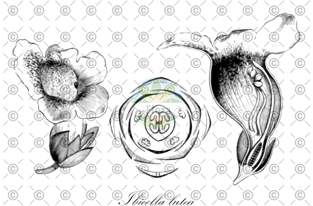 HistAbb_wfo-0000728990_3_ENZY_Simple | Historische Abbildung von Ibicella lutea - Martyniaceae | Historical Illustration of Ibicella lutea - Martyniaceae