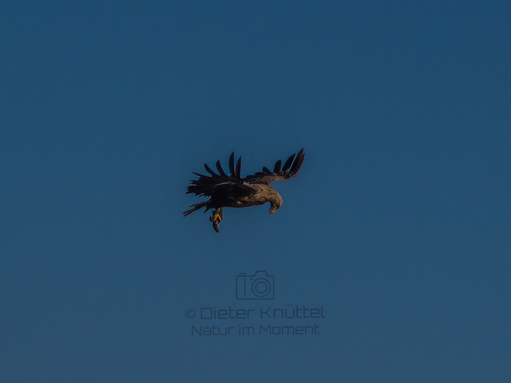 P1001697-LR-topaz-enhance | Natur im Moment - Realisiert mit Pictrs.com