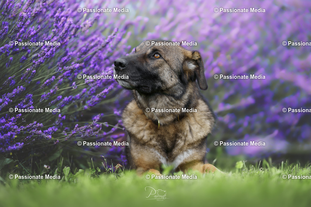 _DSC1412 | Passionate Media, dein Fotograf aus Brandenburg, Märkisch Oderland, im Bereich Motorsport, Autos und Motorräder sowie Events und auch Hunde. Shootings oder auch Eventbegleitungen können bei mir gebucht we