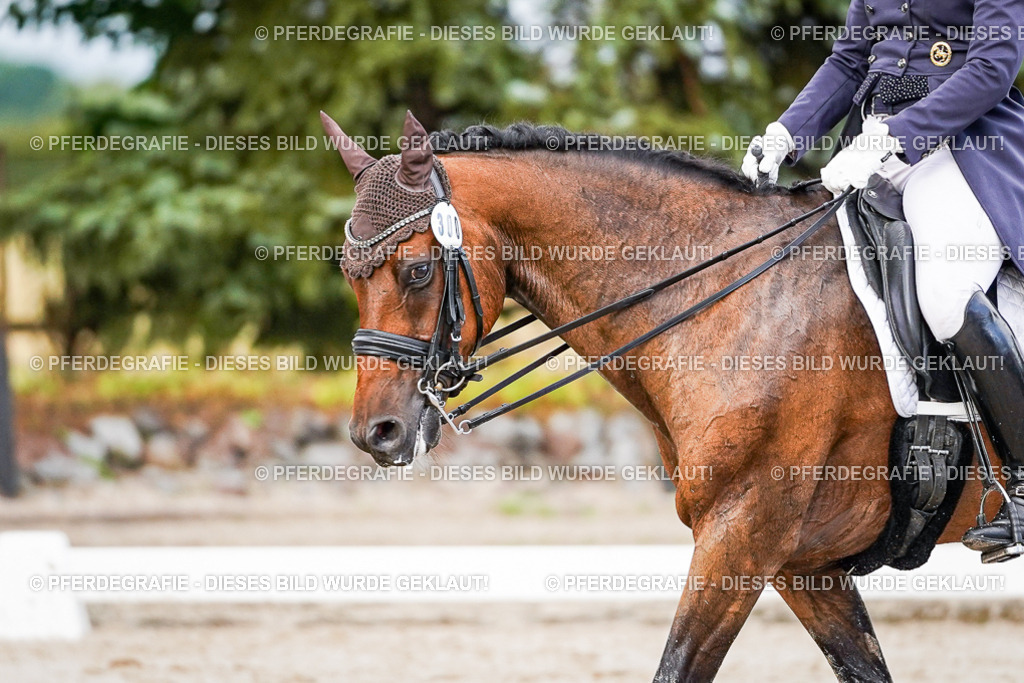 DSC00288 | Pferdegrafie