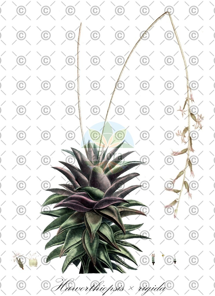 HistAbb_wfo-0000716240_1_ENZY_Simple | Historische Abbildung von Haworthiopsis × rigida - Asphodelaceae | Historical Illustration of Haworthiopsis × rigida - Asphodelaceae