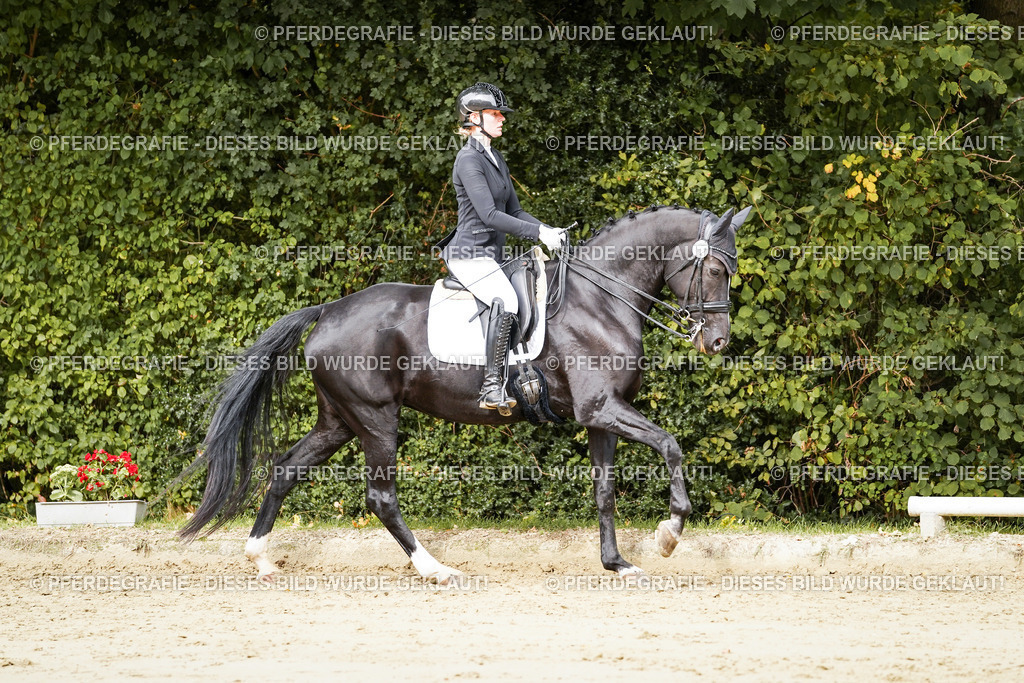 DSC03380 | Pferdegrafie