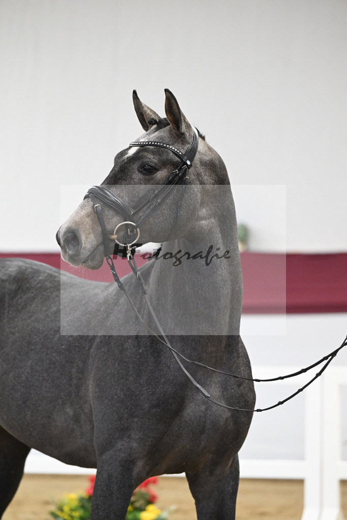 Kat-Nr. 2 Arezzo Man x Canoso_Pferdezucht Pech GbR 47250028 | hf-fotografie - Realisiert mit Pictrs.com