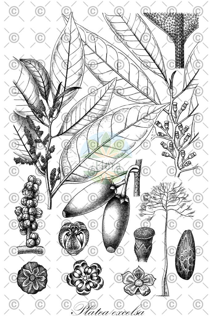 HistAbb_wfo-0000395082_2_ENZY_Simple | Historische Abbildung von Platea excelsa - Metteniusaceae | Historical Illustration of Platea excelsa - Metteniusaceae