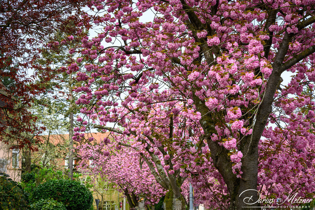 DSC_9377 | Fotografien, Fotos und Bilder aus Mainz, Frankfurt, Wiesbaden und anderen Orten auf der Welt - Fotografiert von Darius Metzner