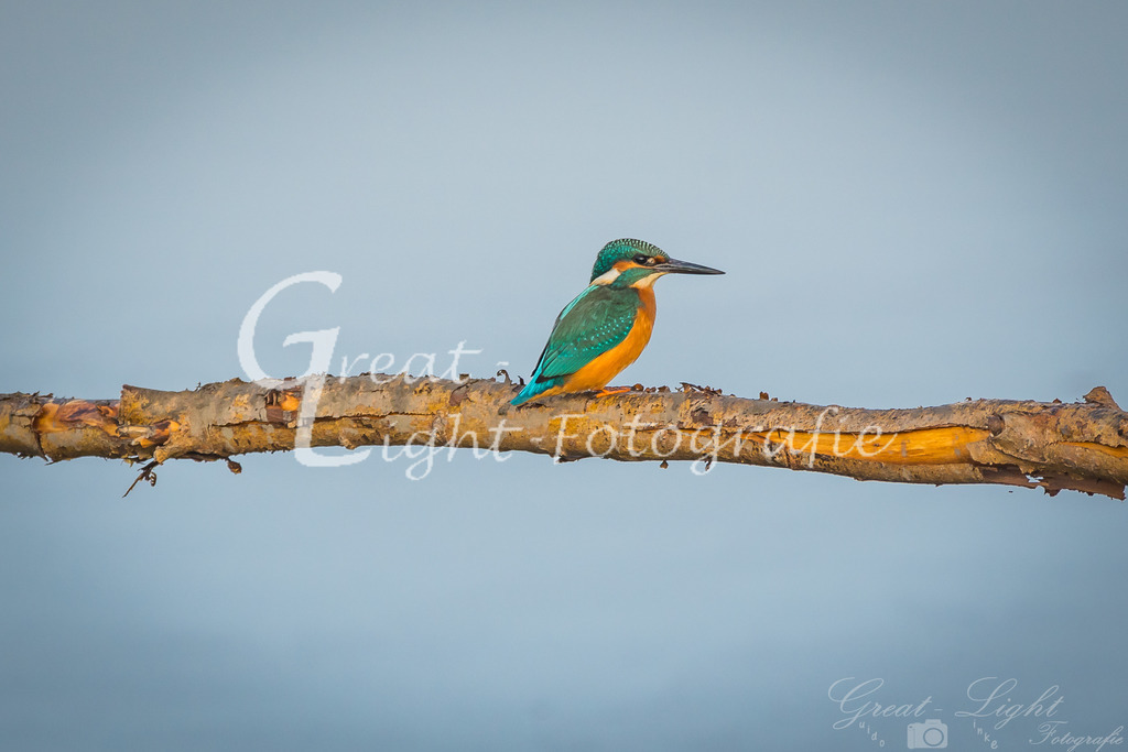 DSC_0428 | Great-Light Fotografie - Realisiert mit Pictrs.com