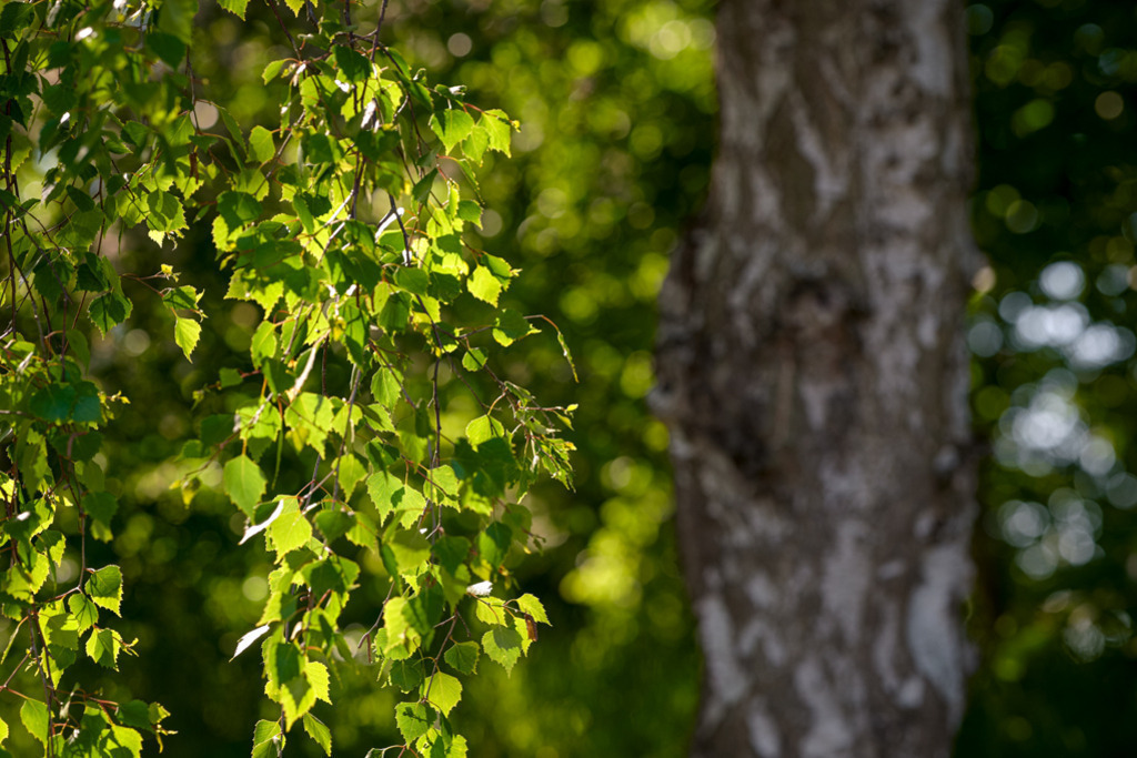 Birke mit funkelndem Laub | Das Laub eines Birkenzweiges funkelt in der Frühlingssonne. Seitlich davon verleiht der Stamm des Baumes dem Bild die eindrückliche Tiefenwirkung. — Auflösung des Originals: 8256 x 5504 px. - Realisiert mit Pictrs.com