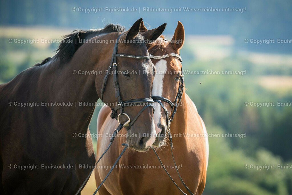 20150806_Warmblut_im_Portrait_0002 | equistock