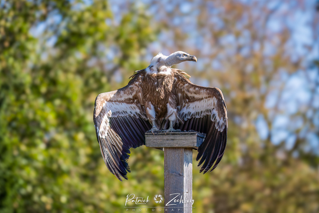 Kreuzenstein-Zöchling (40 von 46) | Mein Name ist Patrick Zöchling. Auf dieser Website siehst Du meine Projekte als Fotograf und kannst Dir Deine Fotos in Galerien ansehen und herunterladen. Über einen Webshop kannst Du Bilder ausarbeiten, auf T-Shirt drucken usw. - Realisiert mit Pictrs.com