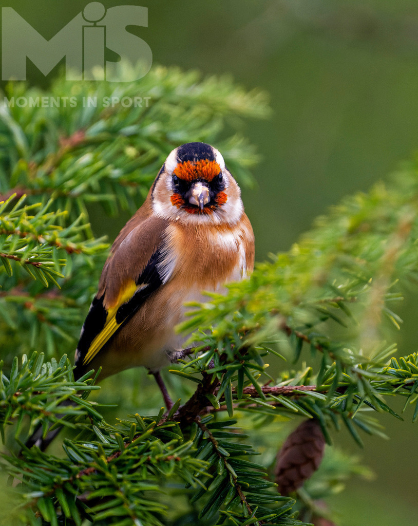 MIS_170320cm035.JPG | 07.11.2022,  Bad Wörishofen (Unterallgäu) Ein Distelfink (Carduelis carduelis) bei der Futtersuche. In den kleinen Zapfen findet er proteinreiche Samen. - Realisiert mit Pictrs.com