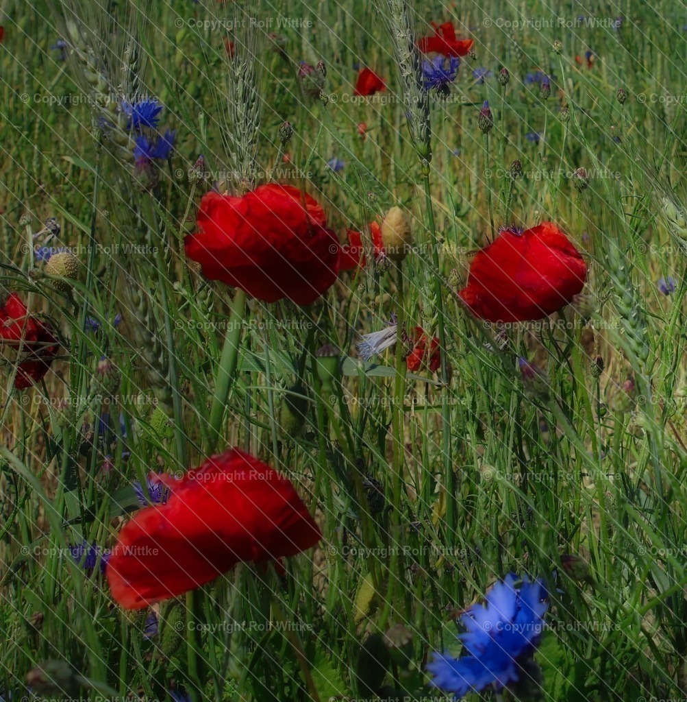 1D3A6606 | Rolf Wittke  - Realisiert mit Pictrs.com