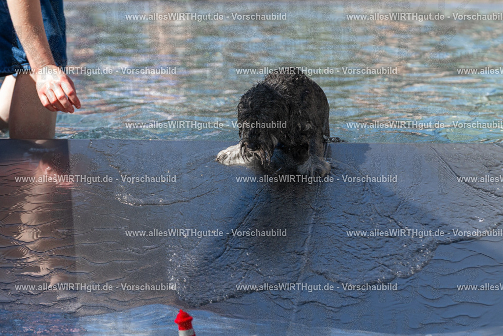 Hundeschwimmen_Volksbad_2026-allesWIRTHgut_Tierfotografie-2609061255-FAY06621 | Professionelle Tierfotografie in Mönchengladbach von Daniel Wirth (allesWIRTHgut). Liebevolle & natürliche Bilder von Hunden & Katzen für unvergessliche Erinnerungen.