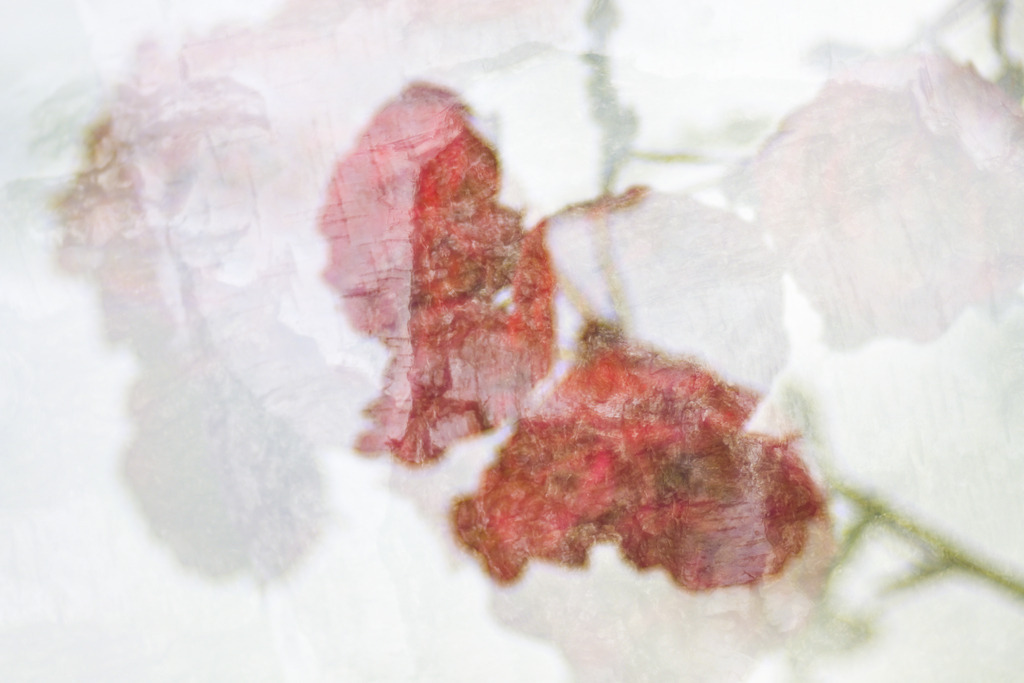 Birkenrose | Mehrfachbelichtung von Rosen und Birkenrinde - Realisiert mit Pictrs.com