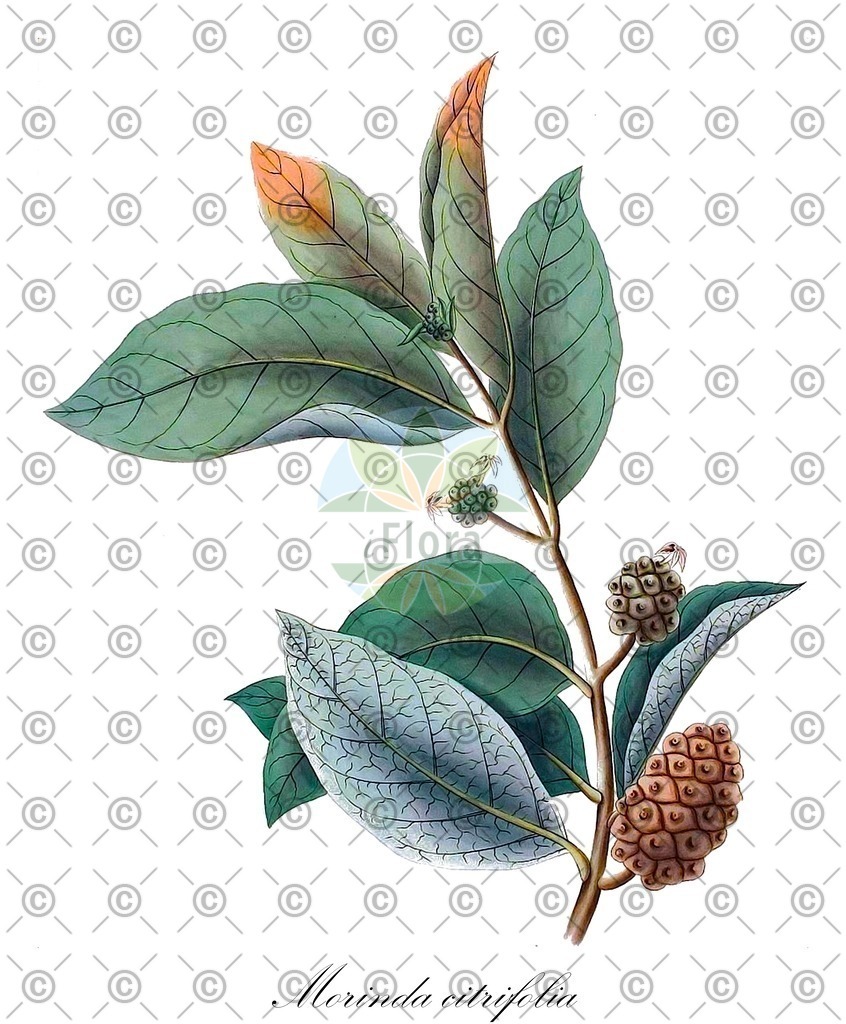 HistAbb_EMP_14599_1_SIMPLE | Historische Abbildung von Morinda citrifolia - Rubiaceae (Indischer Maulbeerbaum) | Historical Illustration of Morinda citrifolia - Rubiaceae