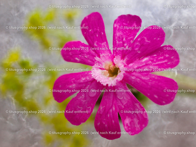 titusgraphy_P6277573-vz-ln | titusgraphy-shop: Geschenkideen mit Qualitätsfotos. titusgraphy-shop: gift ideas with quality photos. titusgraphy-shop: idées cadeaux avec photos de qualité.  - Realisiert mit Pictrs.com