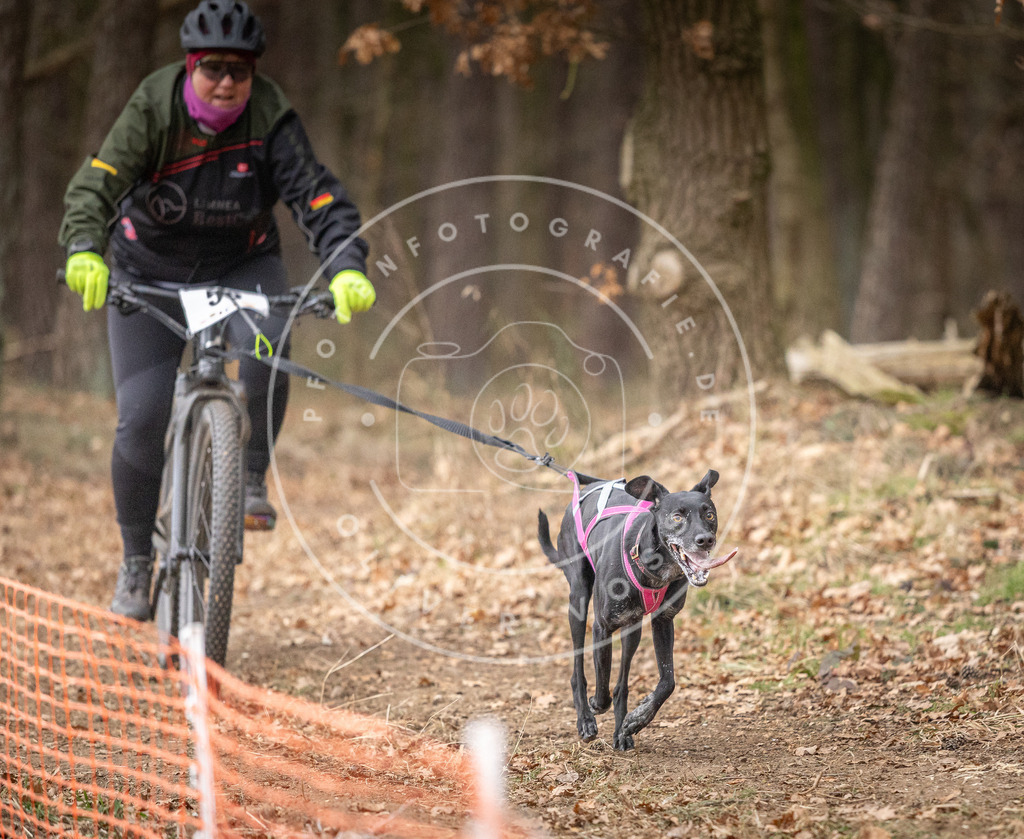 Pfotenfotografie_DV3A1893 | Hundefotografie, Tierfotograf, Pfotenfotografie, Fotoshooting Hund, Hunde Portrait, Hundesport, Hundeportraits, Heideshooting, Hunde, Sportfotograf, Hundefotograf, Turnierhundsport, THS,  - Realisiert mit Pictrs.com