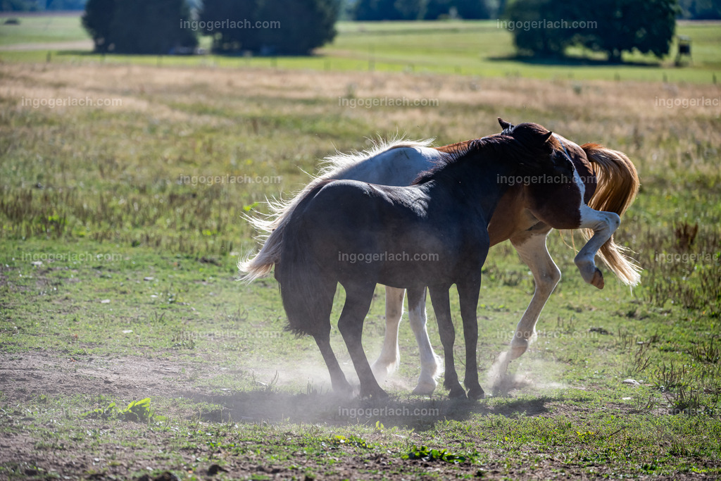 NZ9_9446 | Ingo Gerlach