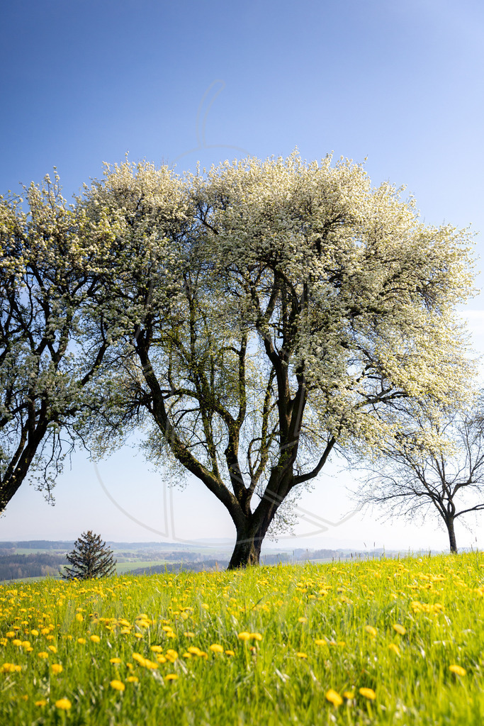 Birnbaumblüte in voller Pracht | Bei Veröffentlichung des Bildes ist eine Namensnennung wie folgt erforderlich: Foto: Mostdirn Irmgard Wieser - Realisiert mit Pictrs.com