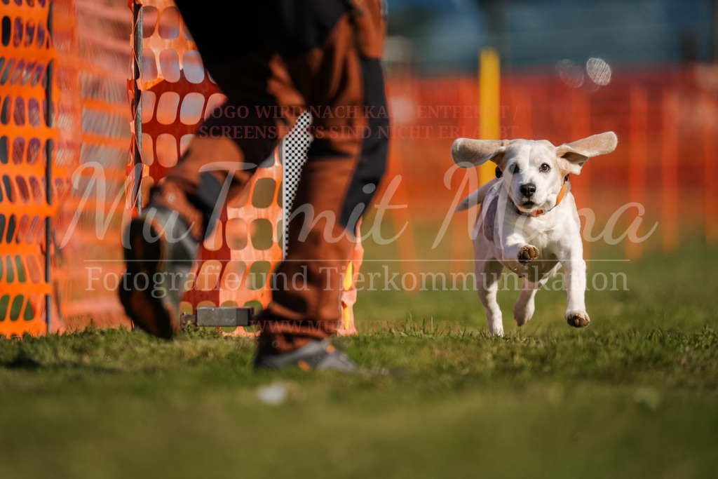 20250928_Hunderennen-123 | MuT (Mensch und Tier) mit Mona - Fotografie und Tierkommunikation - Realisiert mit Pictrs.com