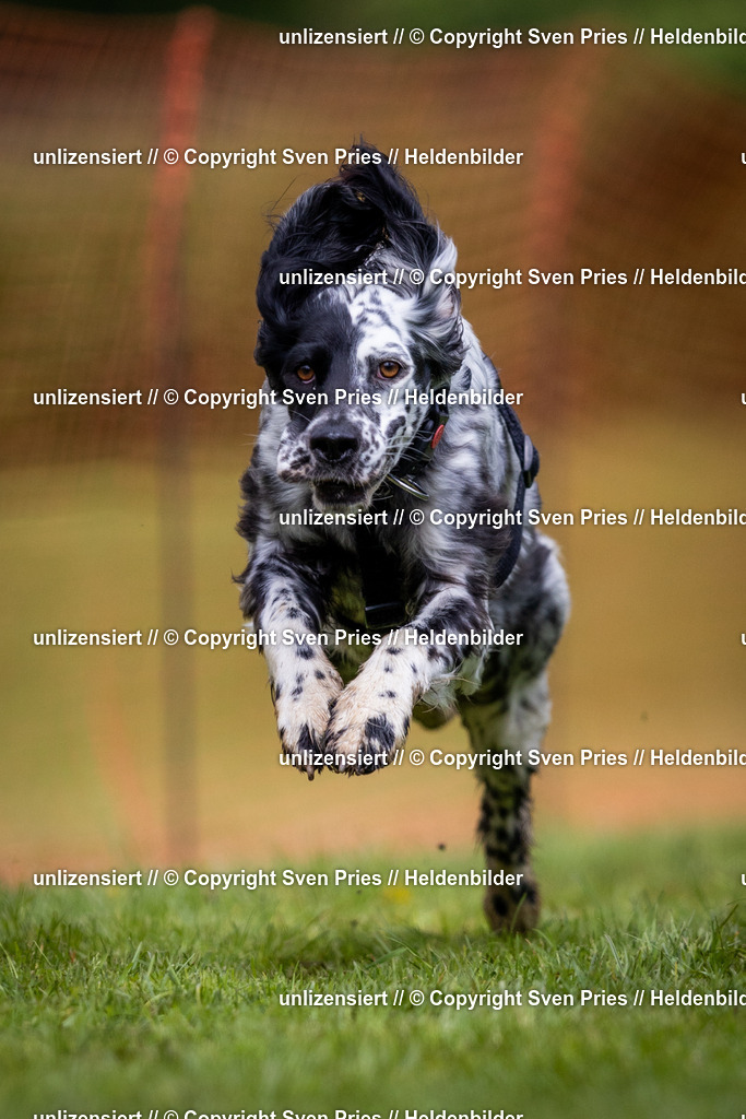 Sven Pries | 2024-04-21 - Hunderennen Baden-Oos
Foto: Sven Pries - Realisiert mit Pictrs.com