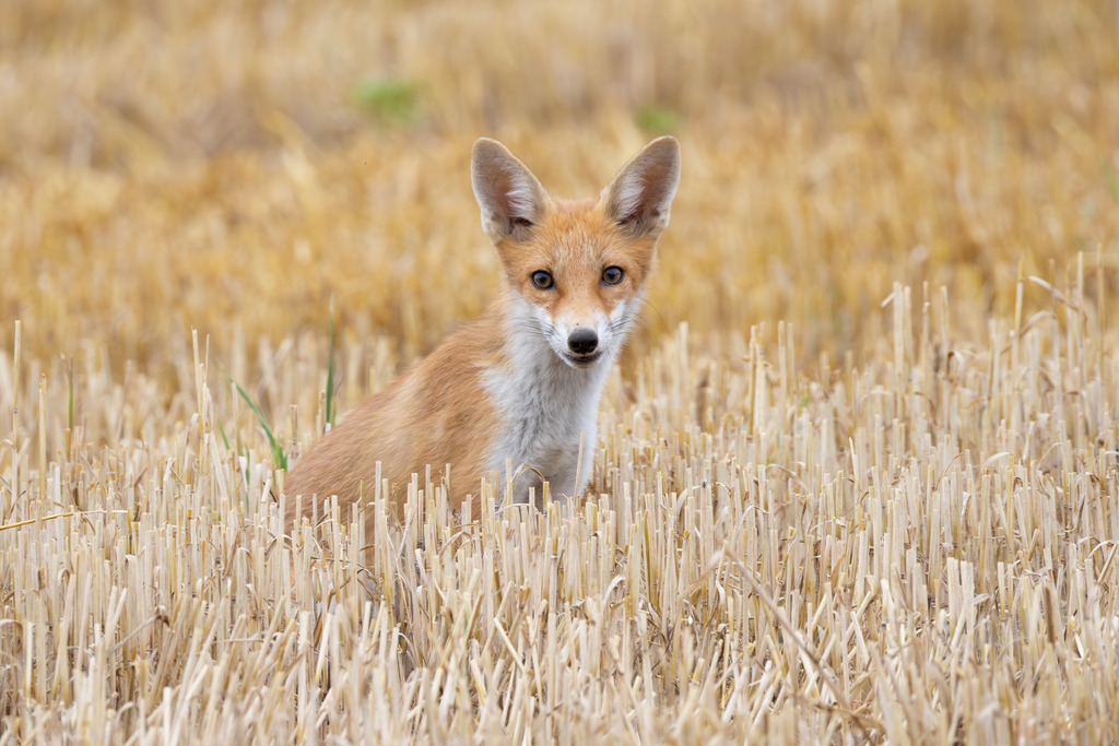Der Fuchs | Der Rotfuchs (Vulpes vulpes) ist das am weitesten verbreitete Raubtier in Mitteleuropa und hat sich dank seiner erstaunlichen Anpassungsfähigkeit in nahezu allen Lebensräumen etabliert, von dichten Wäldern bis hin zu städtischen Gebieten. Er gehört zur Familie der Hundeartigen, weist aber mit seinen schlitzförmigen Pupillen und der Art, wie er mit seiner Beute spielt, auch katzenartige Züge auf. Der Fuchs ist ein geschickter Jäger und wird nicht umsonst als „schlau wie ein Fuchs“ bezeichnet. - Realisiert mit Pictrs.com