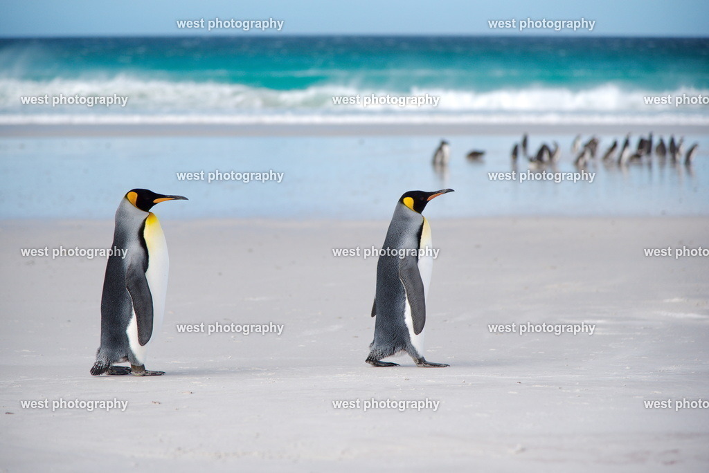 King Penguin on the Beach 1 VRP - FLK 2014 | west photography - Realisiert mit Pictrs.com