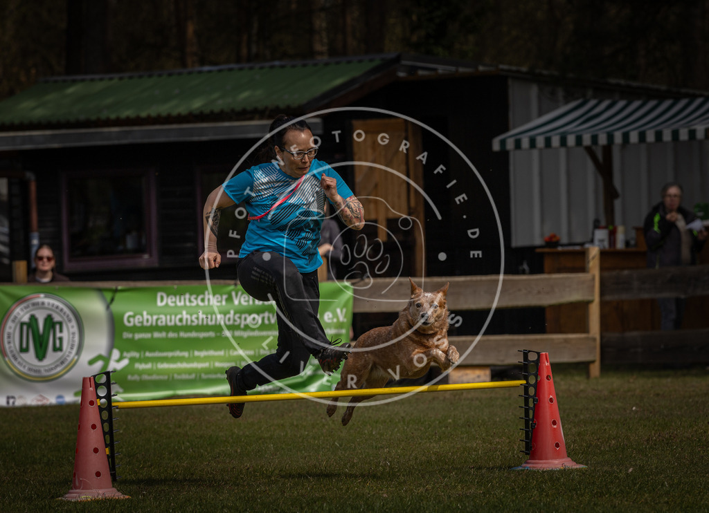 Pfotenfotografie_DV3A3900 | Hundefotografie, Tierfotograf, Pfotenfotografie, Fotoshooting Hund, Hunde Portrait, Hundesport, Hundeportraits, Heideshooting, Hunde, Sportfotograf, Hundefotograf, Turnierhundsport, THS,  - Realisiert mit Pictrs.com