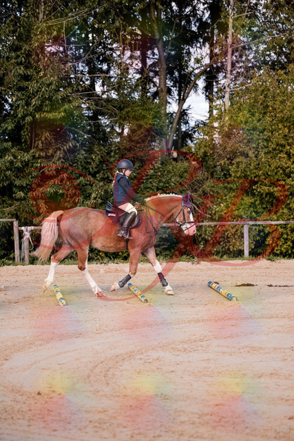 2026_10_03_Siefer-Hof_144417_Z81_17853862 | Professionelle Reitsport-, Turnier- und Eventfotografie von Robert Broda. Galerien mit ausgewählten und bearbeiteten Bildern direkt online ansehen und bestellen.