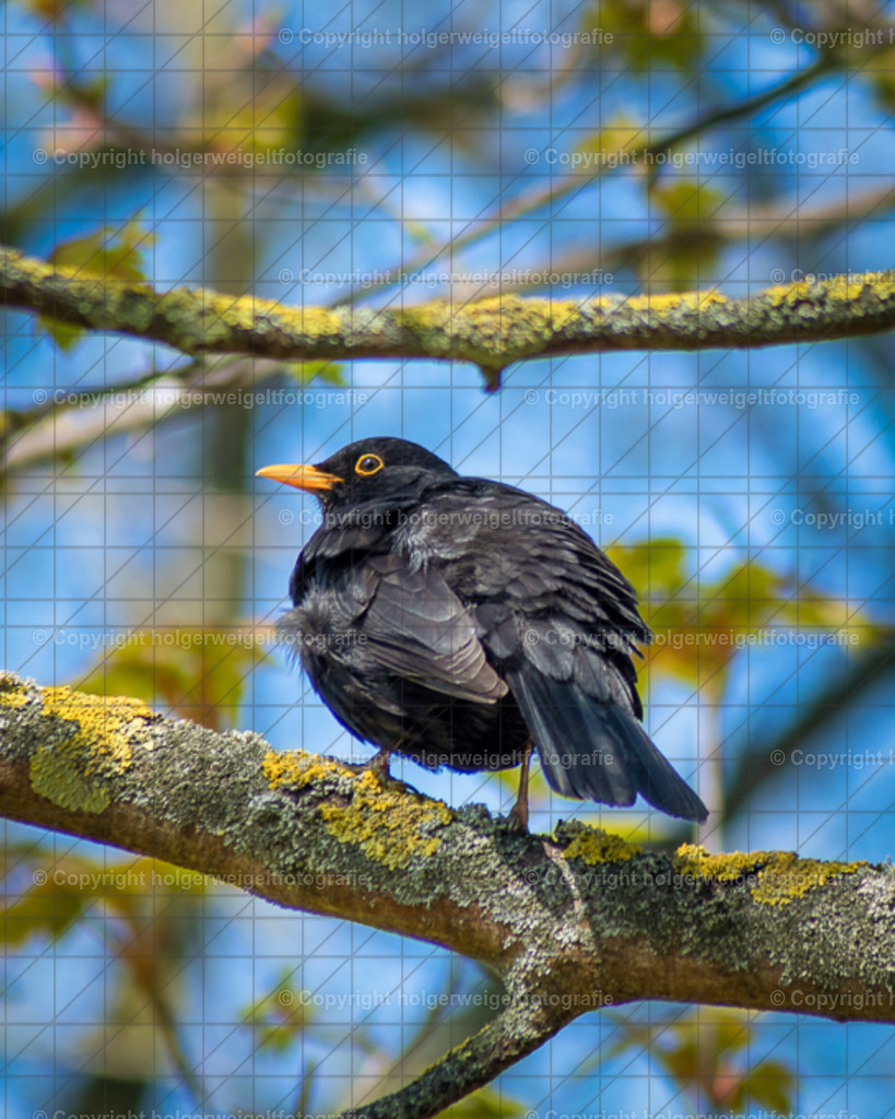 20230423094212D75_3587-Bearbeitet | Kaufen sie online außergewöhnliche Fotografien auf Leinwand Acrylglas Fotoprint Aludibond von holgerweigeltfotografie - Realisiert mit Pictrs.com