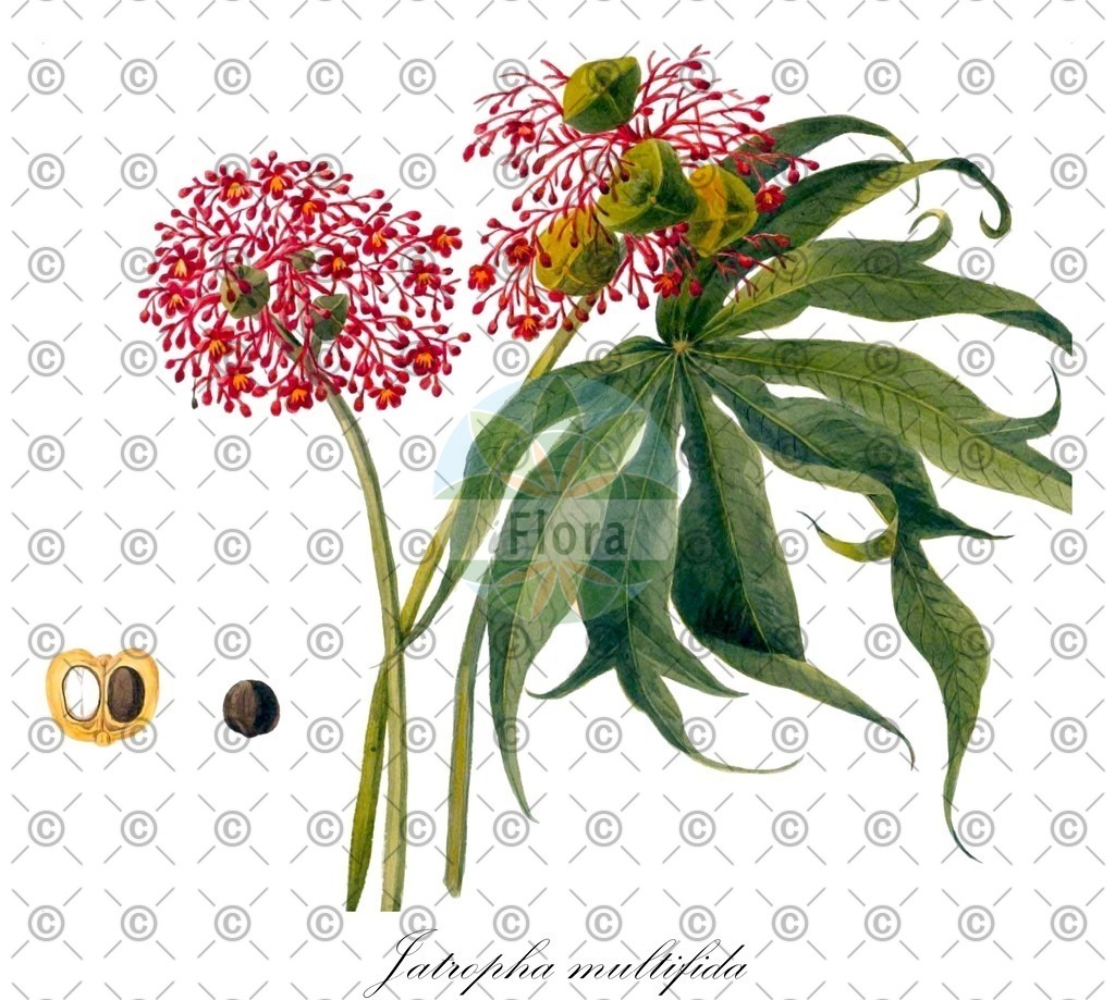 HistAbb_wfo-0001146495_1_ENZY_Simple | Historische Abbildung von Jatropha multifida - Euphorbiaceae | Historical Illustration of Jatropha multifida - Euphorbiaceae (coral plant;french physic nut;physic nut)