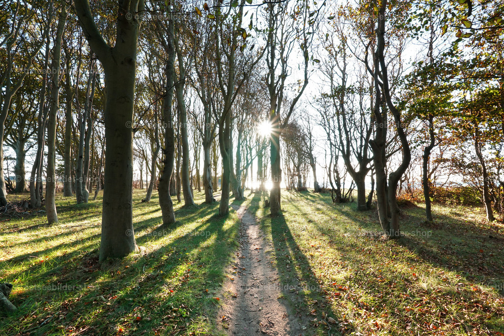 Wald am Meer im Gegenlicht | Sonnenlicht am Nachmittag wirft lange Schatten in einen Wald an der Ostsee.