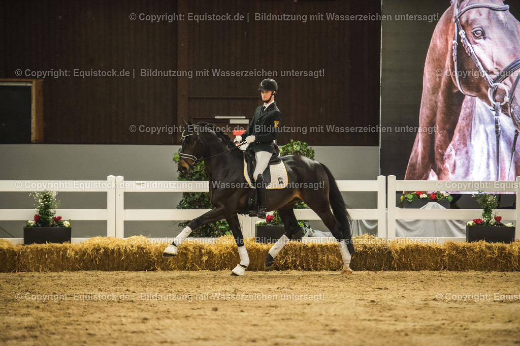 20240302_Hengstvorstellung_Marbach_TOMsPiC_0422 | equistock