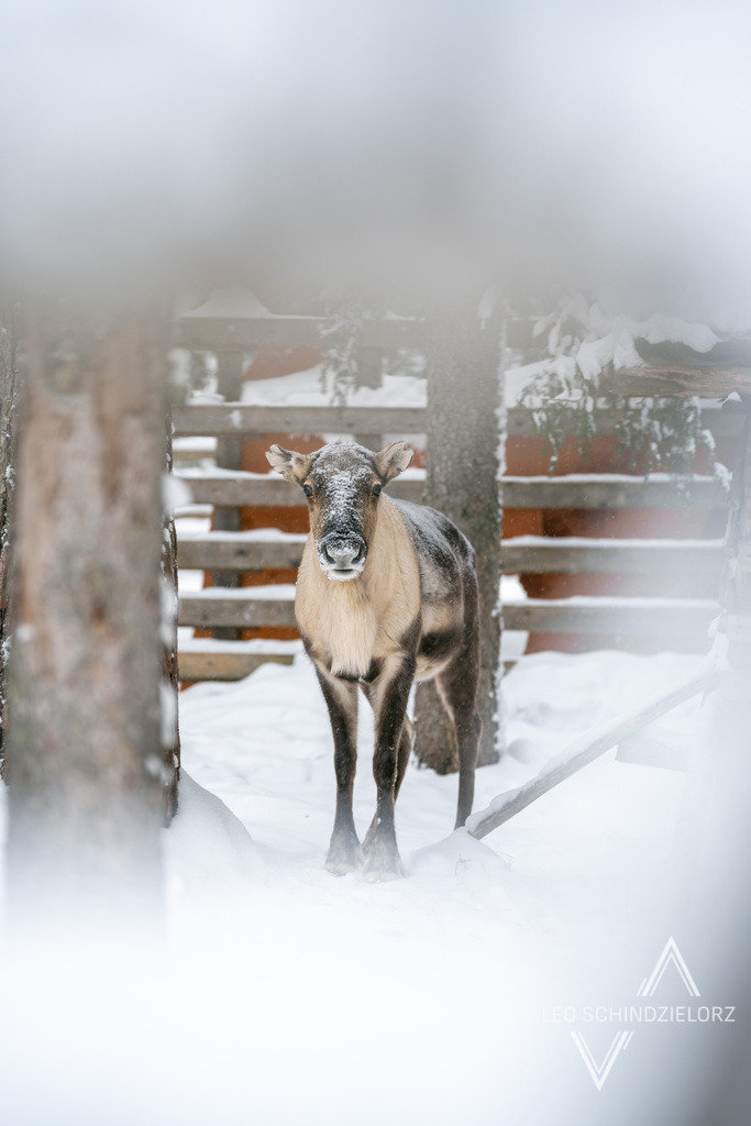 Fotografie_Leo_Schindzielorz_SE_Winter_Elooa_PolarArcticAdventure_20230223_A7400019_org | Atmosphärische Landschaftsbilder & Drohnenaufnahmen aus dem Allgäu, Tirol, Südtirol & der Schweiz – ideal für Leinwanddrucke & zur stilvollen Raumgestaltung. - Realisiert mit Pictrs.com