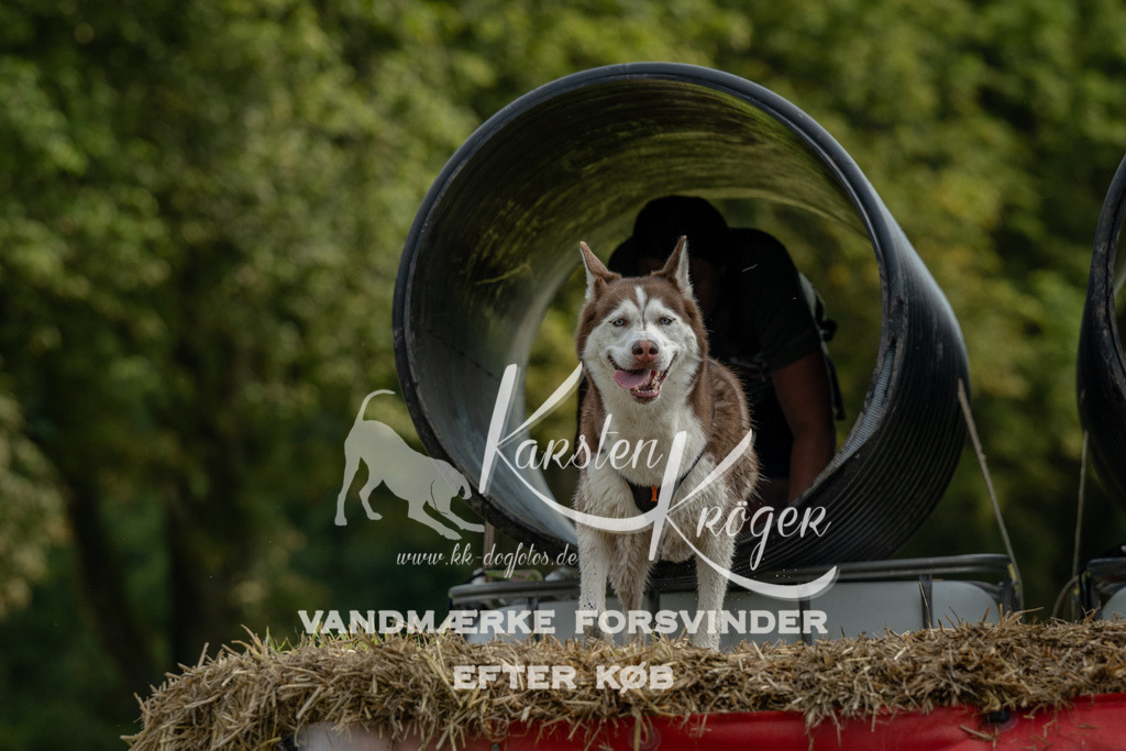 0952_ZZ91436 | kk-dogfotos