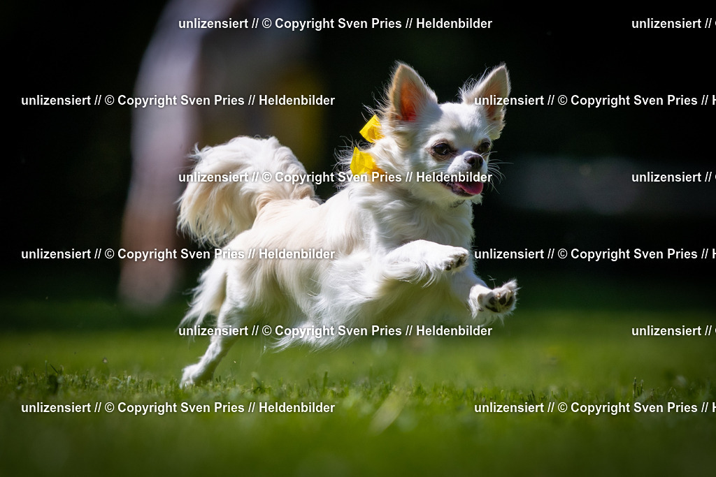 Sven Pries | 2025-08-10 - Hunderennen Durlach - Realisiert mit Pictrs.com