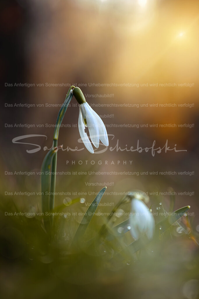 Zarter Frühlingsbote | Ein einzelnes Schneeglöckchen erhebt sich im warmen Licht des frühen Frühlings über das frische Grün. Sanfte Tautropfen und ein weiches Bokeh im Hintergrund verleihen der Szene eine ruhige, beinahe märchenhafte Atmosphäre. Dieses Bild fängt einen stillen Moment des Neubeginns ein – wenn die Natur nach dem Winter langsam wieder erwacht. - Realisiert mit Pictrs.com