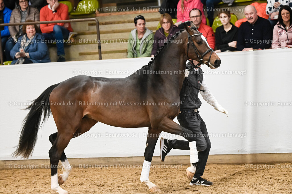 20260307_Hengstvorstellung-Marbach_0096 | equistock