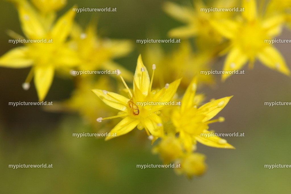 Scharfer Mauerpfeffer-002 | Das Bilderarchiv über Tiere, Planzen und Landschaften. In der Bilddatenbank finden Sie ein große Auswahl an hochwertigen Bilder für Ihre Werbung - Realisiert mit Pictrs.com