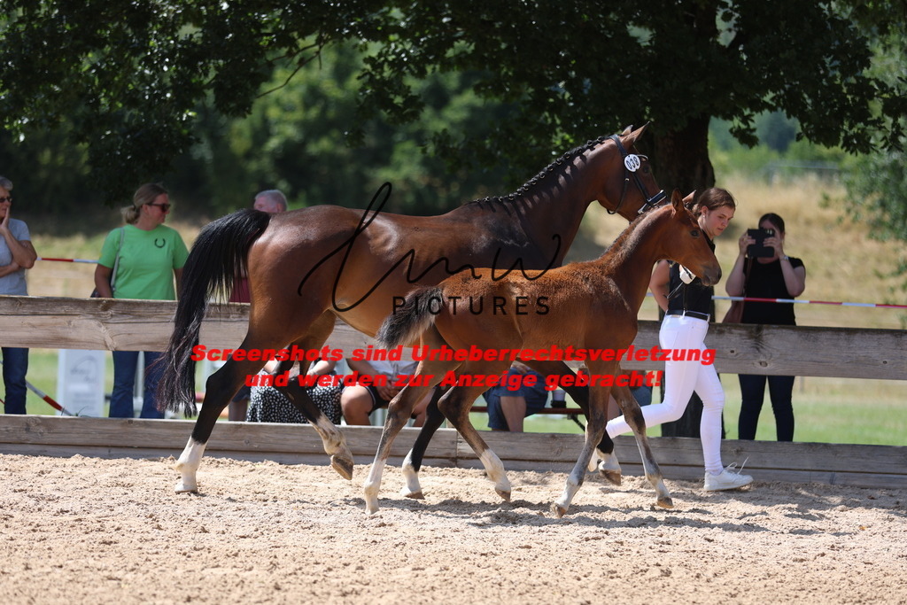 Fohlenschau_Schwäbisch_Hall_springbetonte_Fohlen_KN 38_2 | lmwpictures - Realisiert mit Pictrs.com
