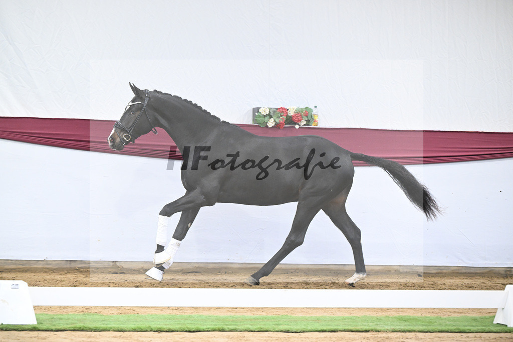 Kat-Nr. 18 Escaneno x Fuerstenball_Stefan Holtwiesche_47250492 | hf-fotografie - Realisiert mit Pictrs.com