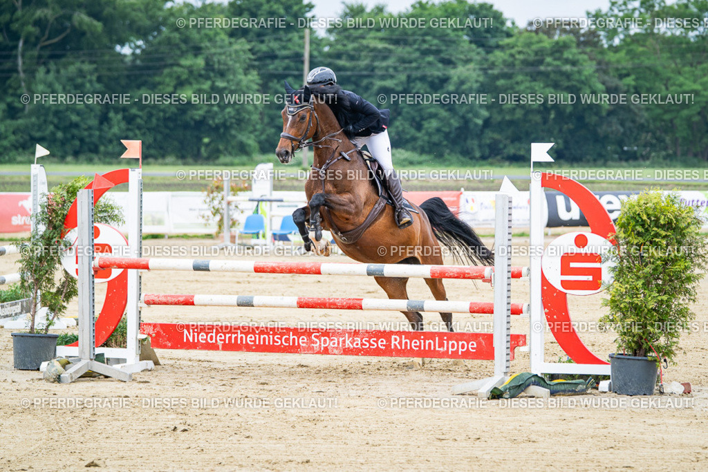 DSC03526 | Pferdegrafie