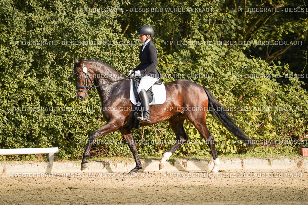 DSC05217 | Pferdegrafie