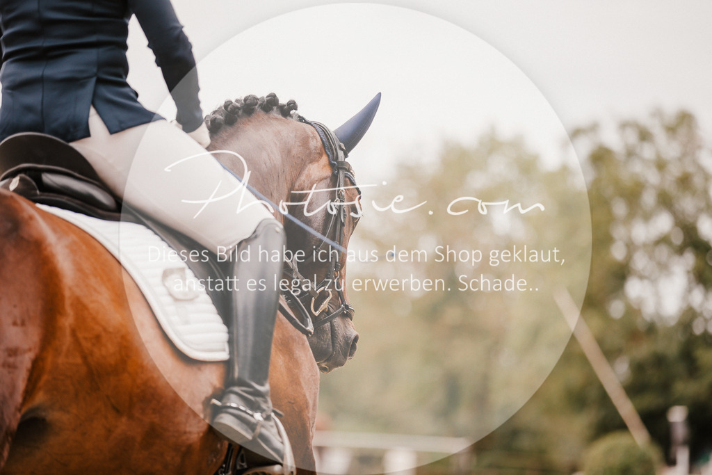 3I6A5961 | Stimmungsvolle Portraits und Reitsportfotografie im Ruhrgebiet und im Münsterland.

Pferdefotografie, Hundefotografie, Tierfotografie, Reportagen, Portraits von Tier und Mensch, Turnierfotografie in Bochum, Recklinghausen, Marl, Haltern am See, Dülmen.. - Realisiert mit Pictrs.com