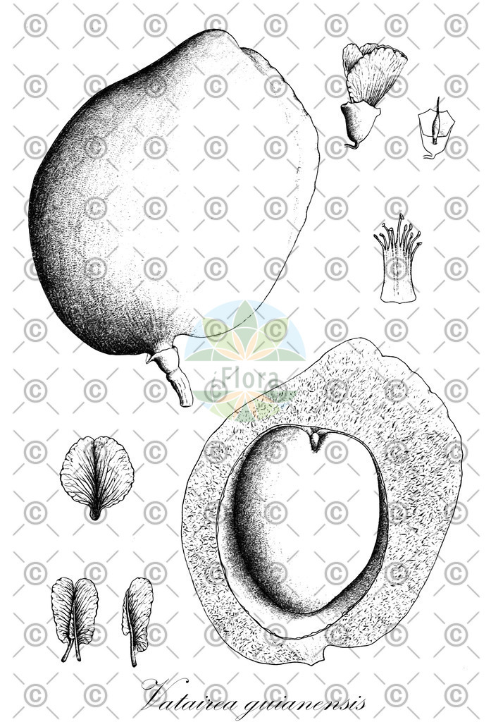 HistAbb_wfo-0001038860_1_ENZY_Simple | Historische Abbildung von Vatairea guianensis - Fabaceae | Historical Illustration of Vatairea guianensis - Fabaceae