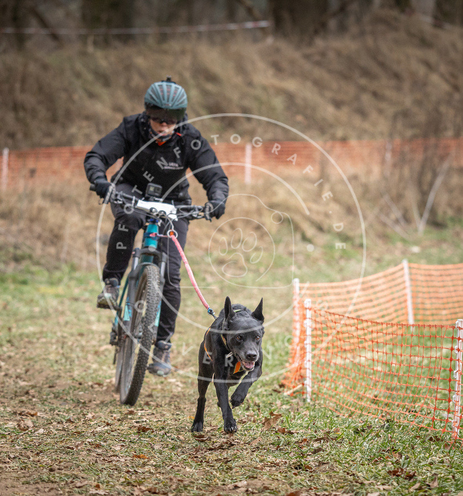 Pfotenfotografie_DV3A5618 | Hundefotografie, Tierfotograf, Pfotenfotografie, Fotoshooting Hund, Hunde Portrait, Hundesport, Hundeportraits, Heideshooting, Hunde, Sportfotograf, Hundefotograf, Turnierhundsport, THS,  - Realisiert mit Pictrs.com