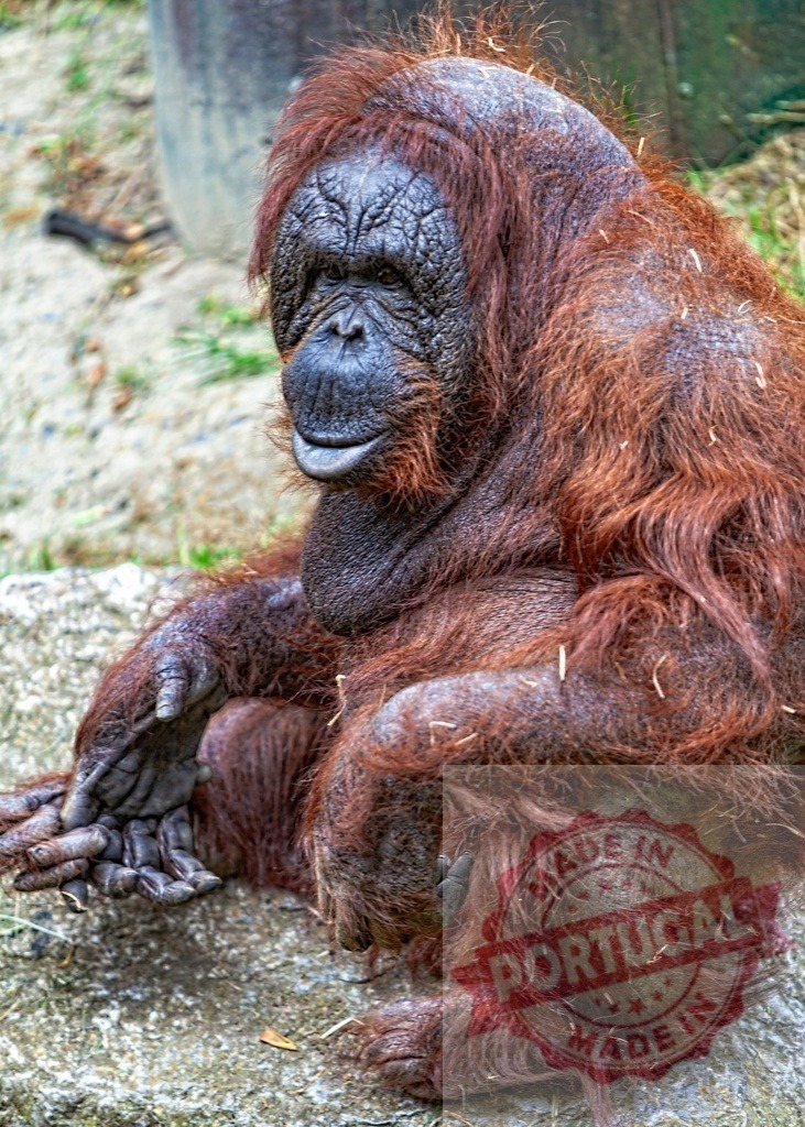 Orangutan sitting on rock with thoughtful expression | Orangutan looking out with thoughtful expression, sitting on a stone in its habitat - Realized with Pictrs.com