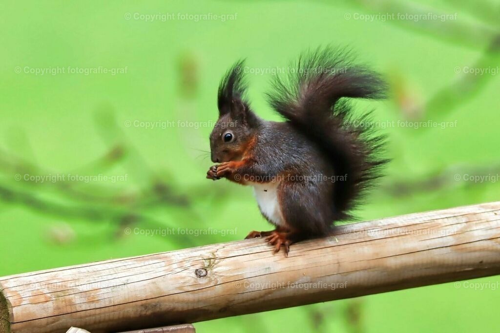 IMG_0547-LU | fotografie-graf - Realisiert mit Pictrs.com