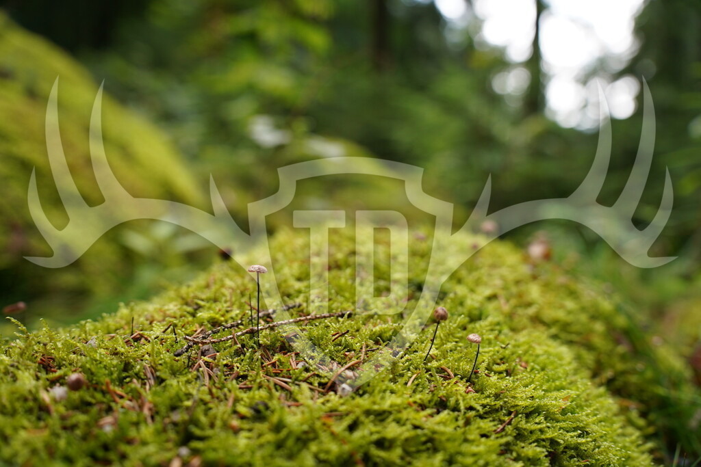 DSC04289 | Fotogalerie der Treibjagd im Dunkelwald - Dein MTB Etappenrennen im Erzgebirge - Realisiert mit Pictrs.com