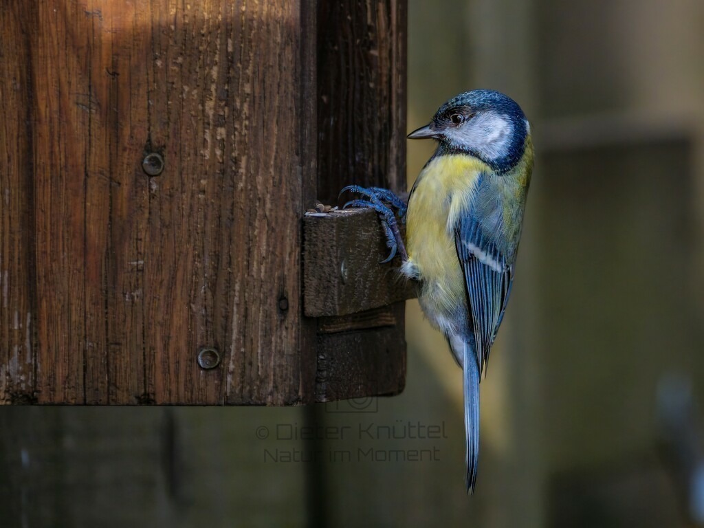 P1004047-Bearbeitet-2024-LR | Natur im Moment - Realisiert mit Pictrs.com
